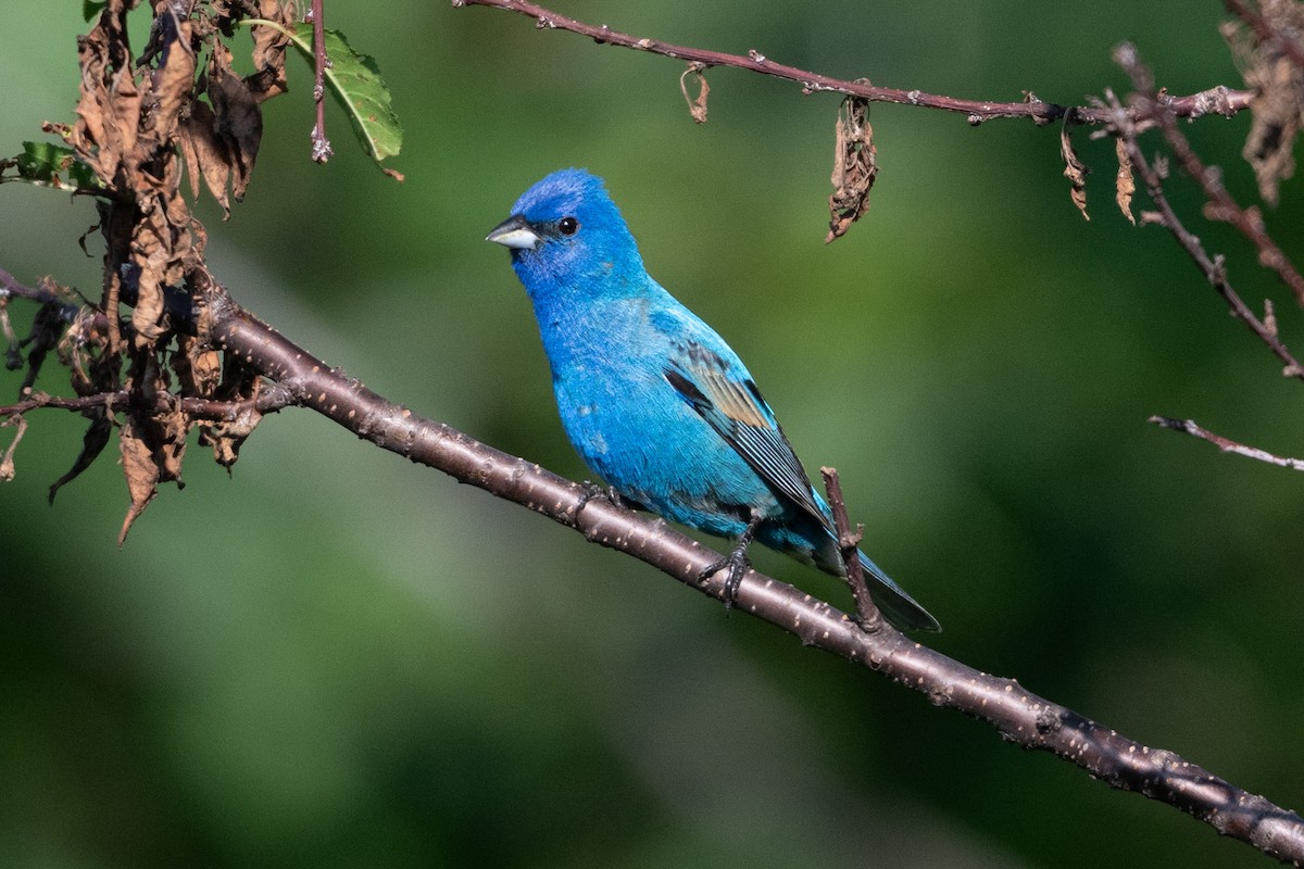 Indigo Bunting - ML638609833