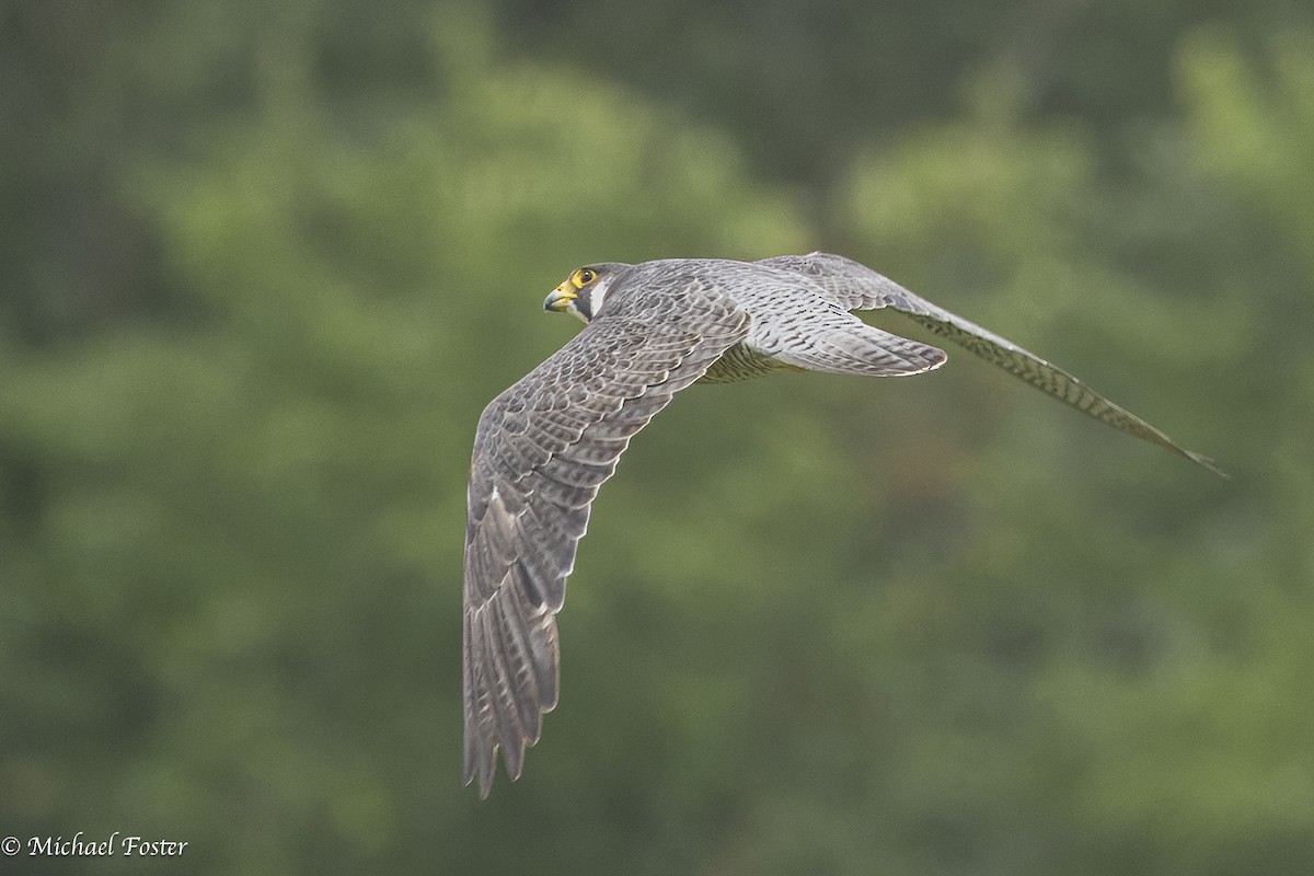 Peregrine Falcon - ML638609839