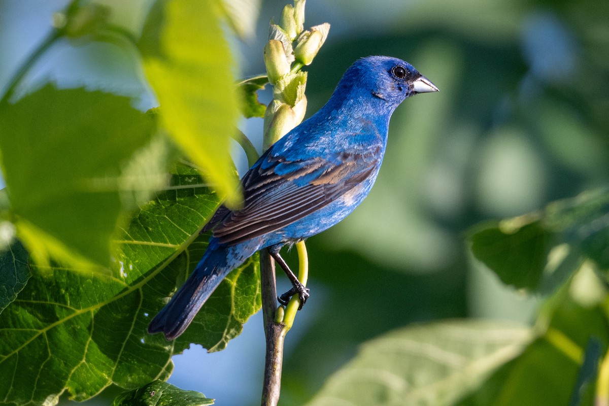 Indigo Bunting - ML638609870