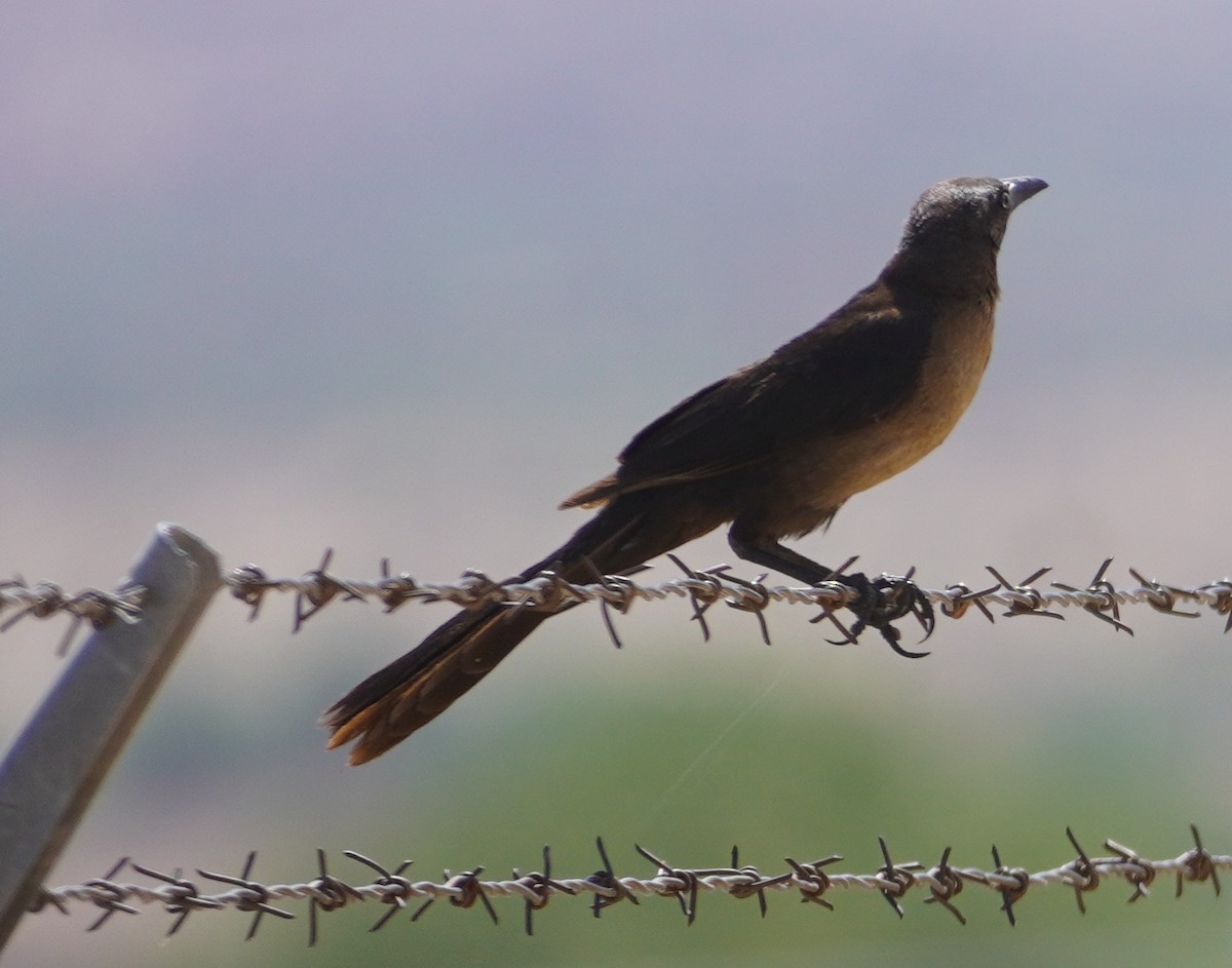 Great-tailed Grackle - ML638609884
