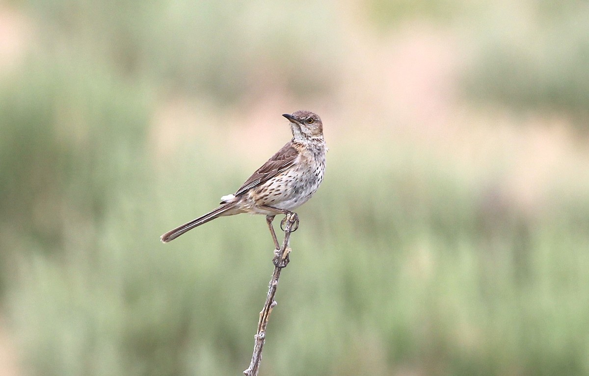 Пересмішник осоковий - ML638609885