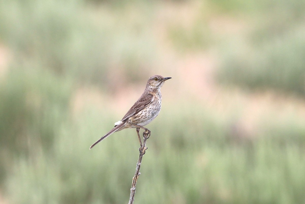 Пересмішник осоковий - ML638609890