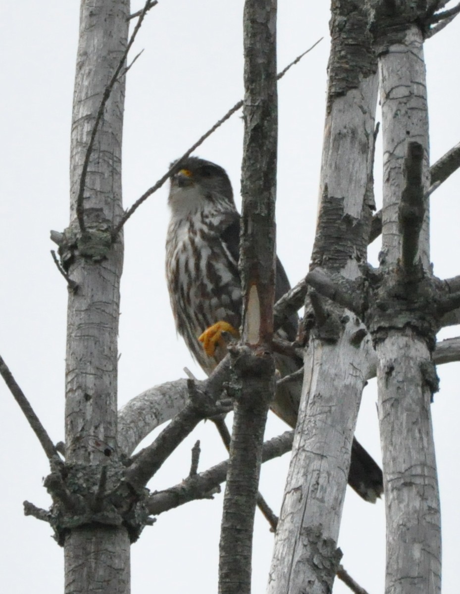 Merlin - ML638609891