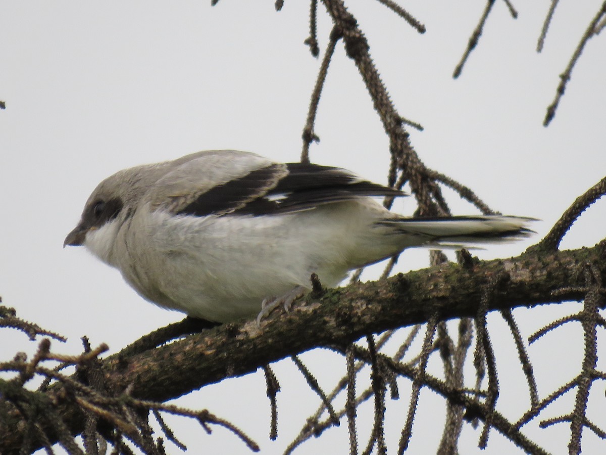 Loggerhead Shrike - ML638609893