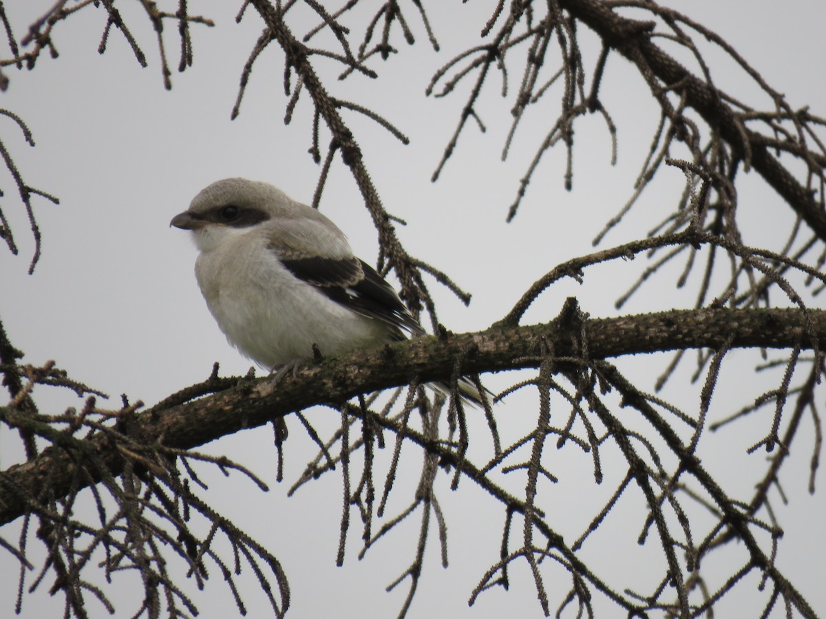 Loggerhead Shrike - ML638609894