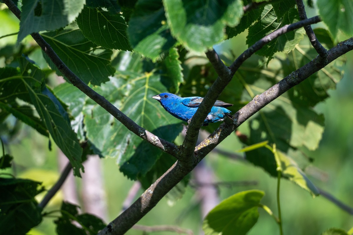 Indigo Bunting - ML638609898