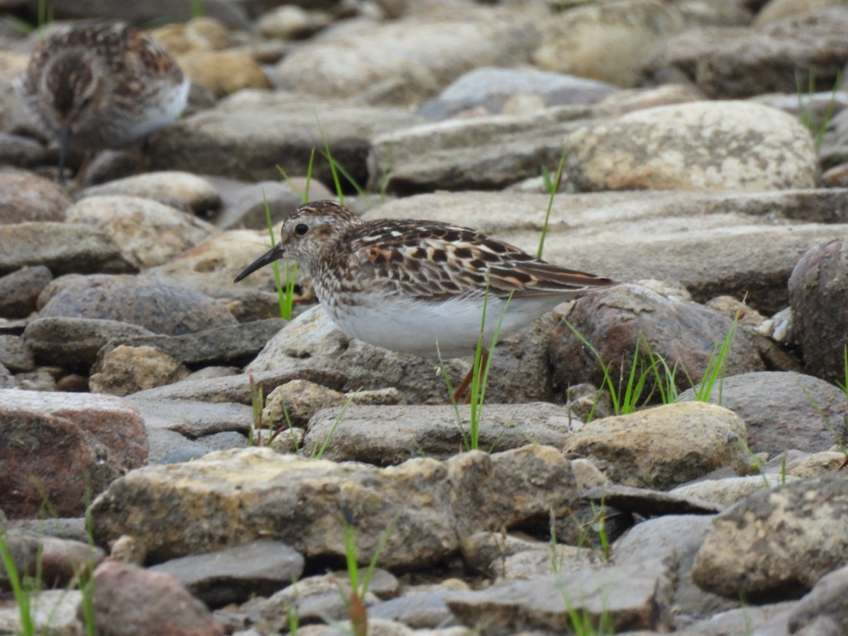 Least Sandpiper - ML638609908
