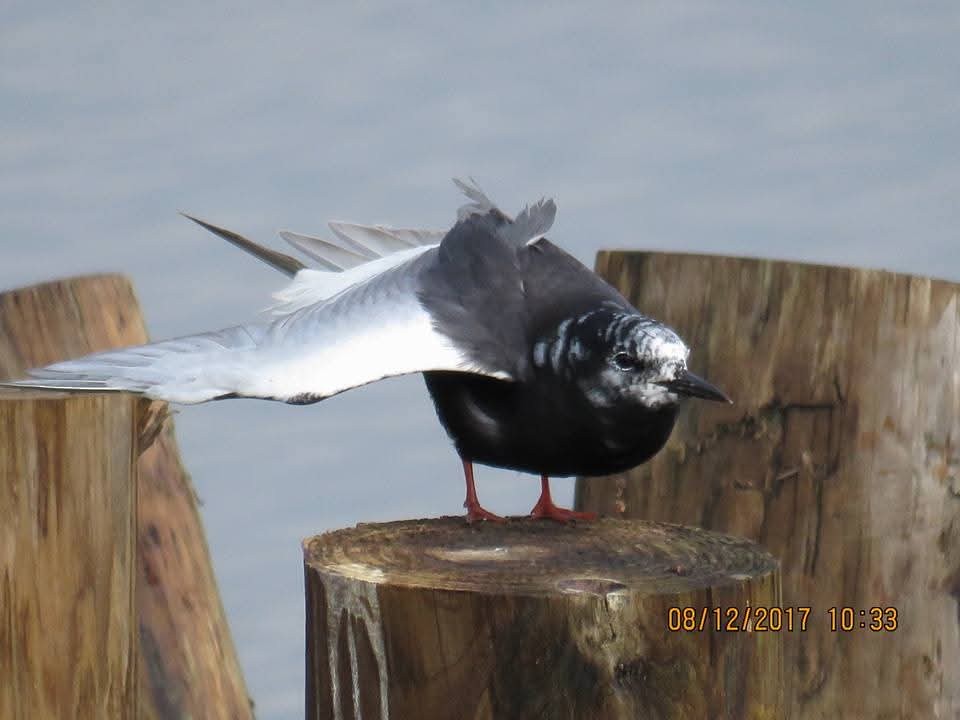 White-winged Tern - ML638609915