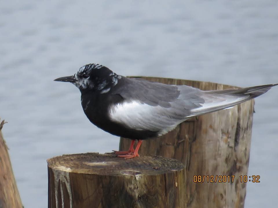 White-winged Tern - ML638609916