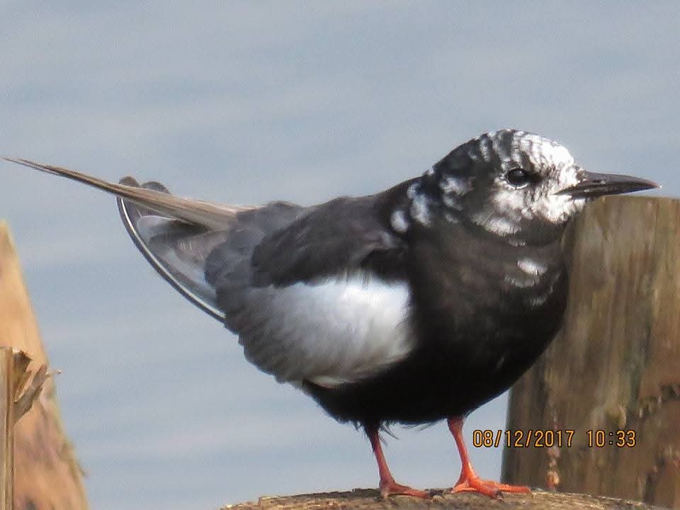 White-winged Tern - ML638609917