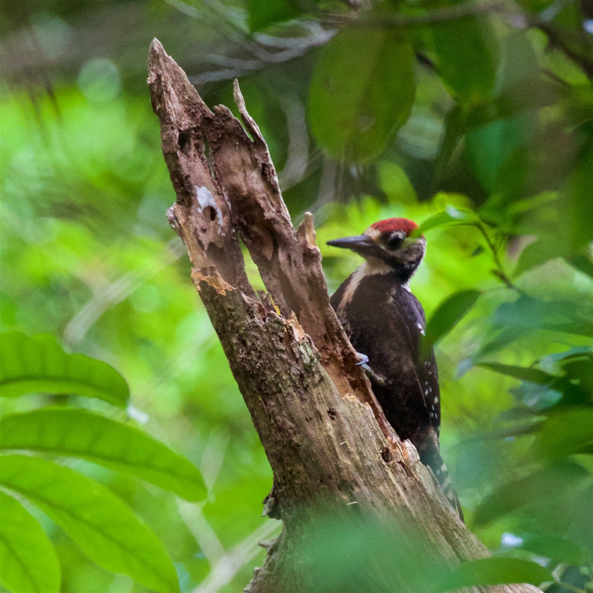 White-backed Woodpecker (Amami) - ML638609930