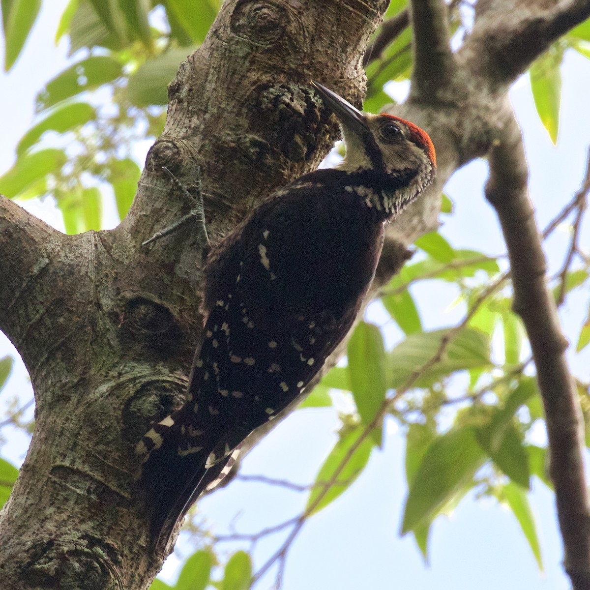 White-backed Woodpecker (Amami) - ML638609932