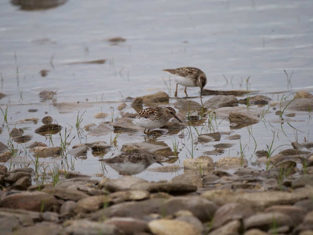 Least Sandpiper - ML638609934