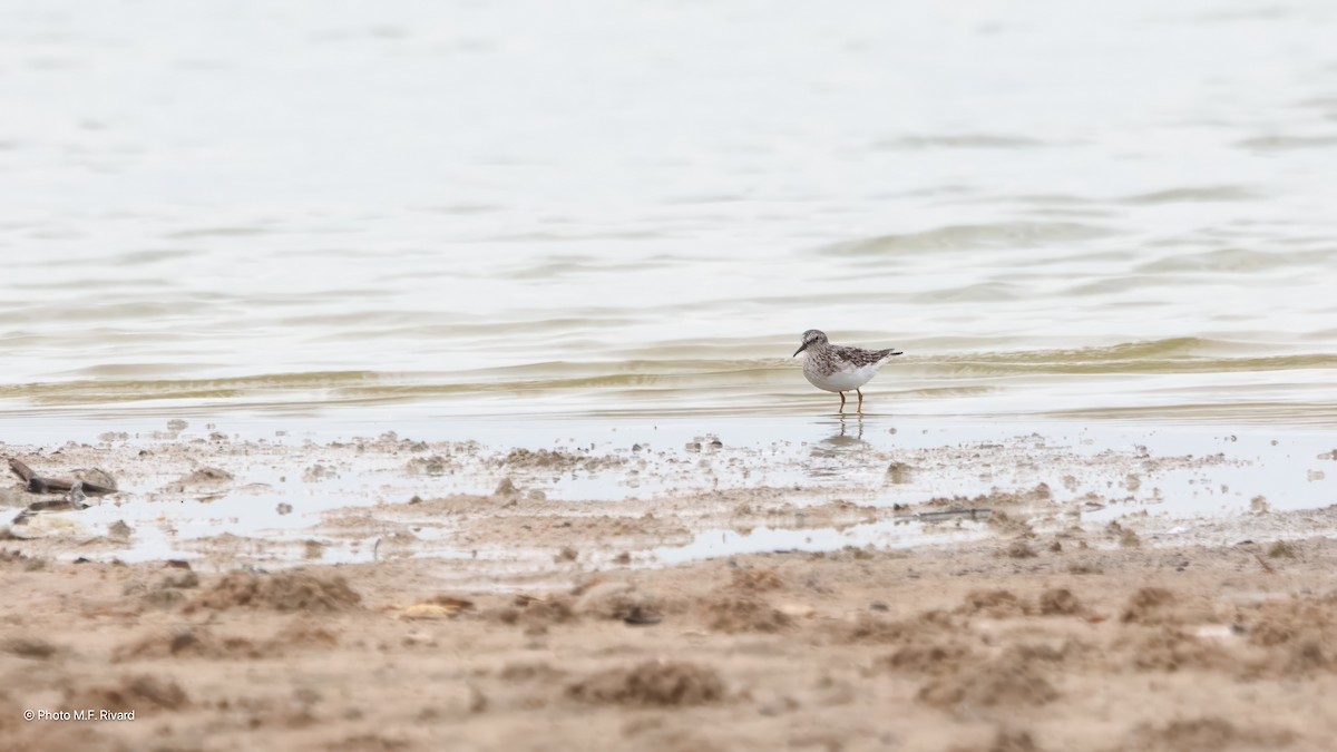 Least Sandpiper - ML638609938