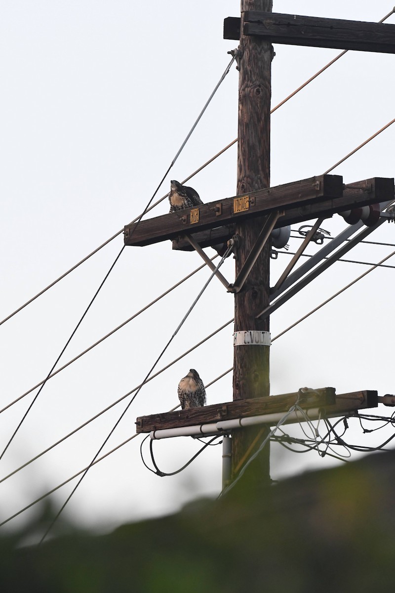 Red-tailed Hawk - ML638609948