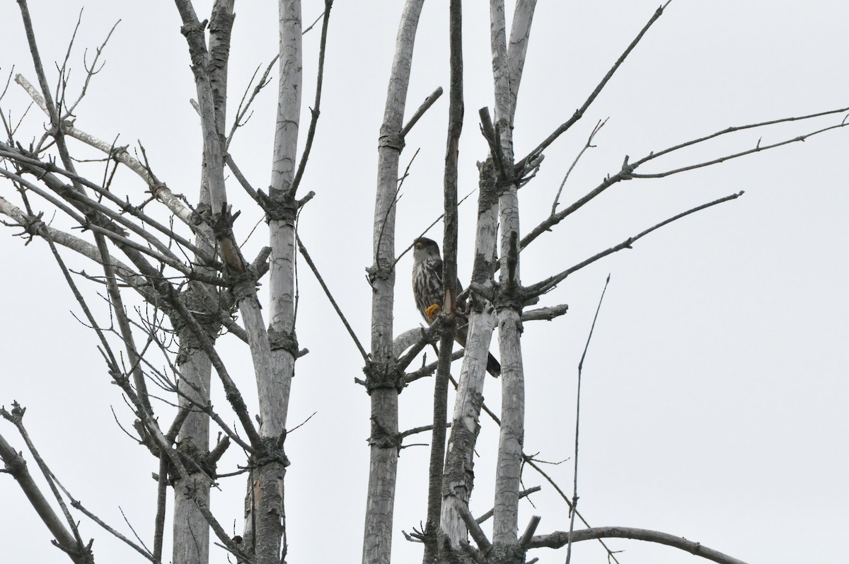 Merlin - ML638609959