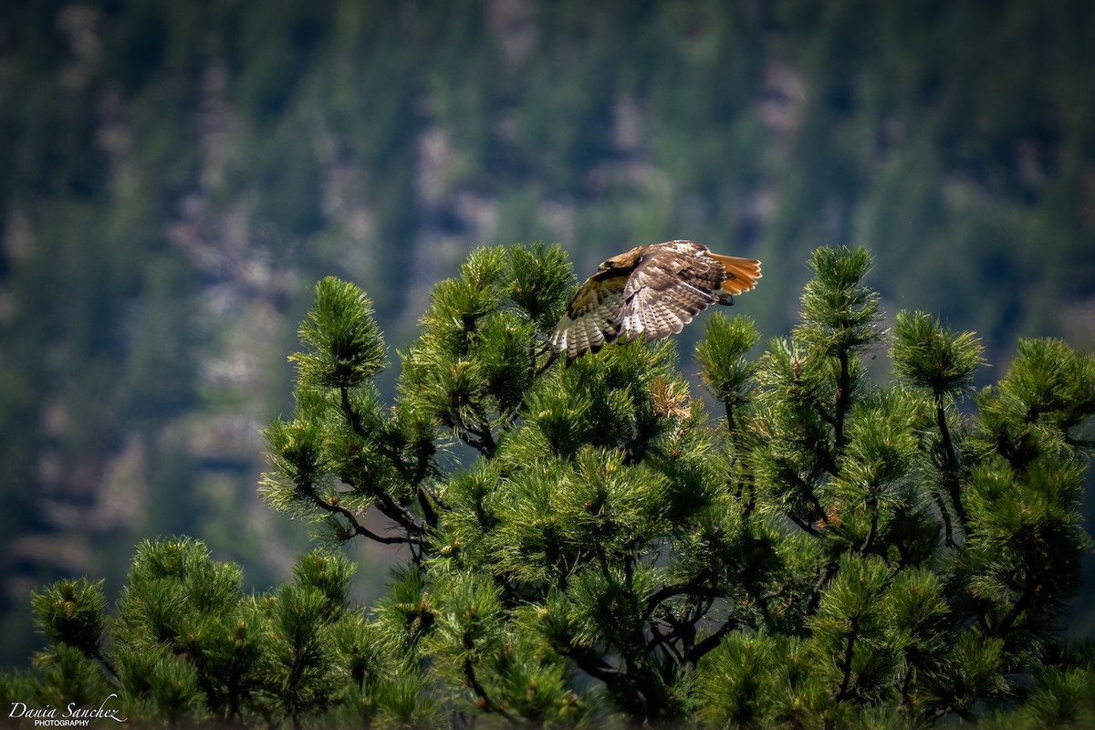Red-tailed Hawk - ML638609964
