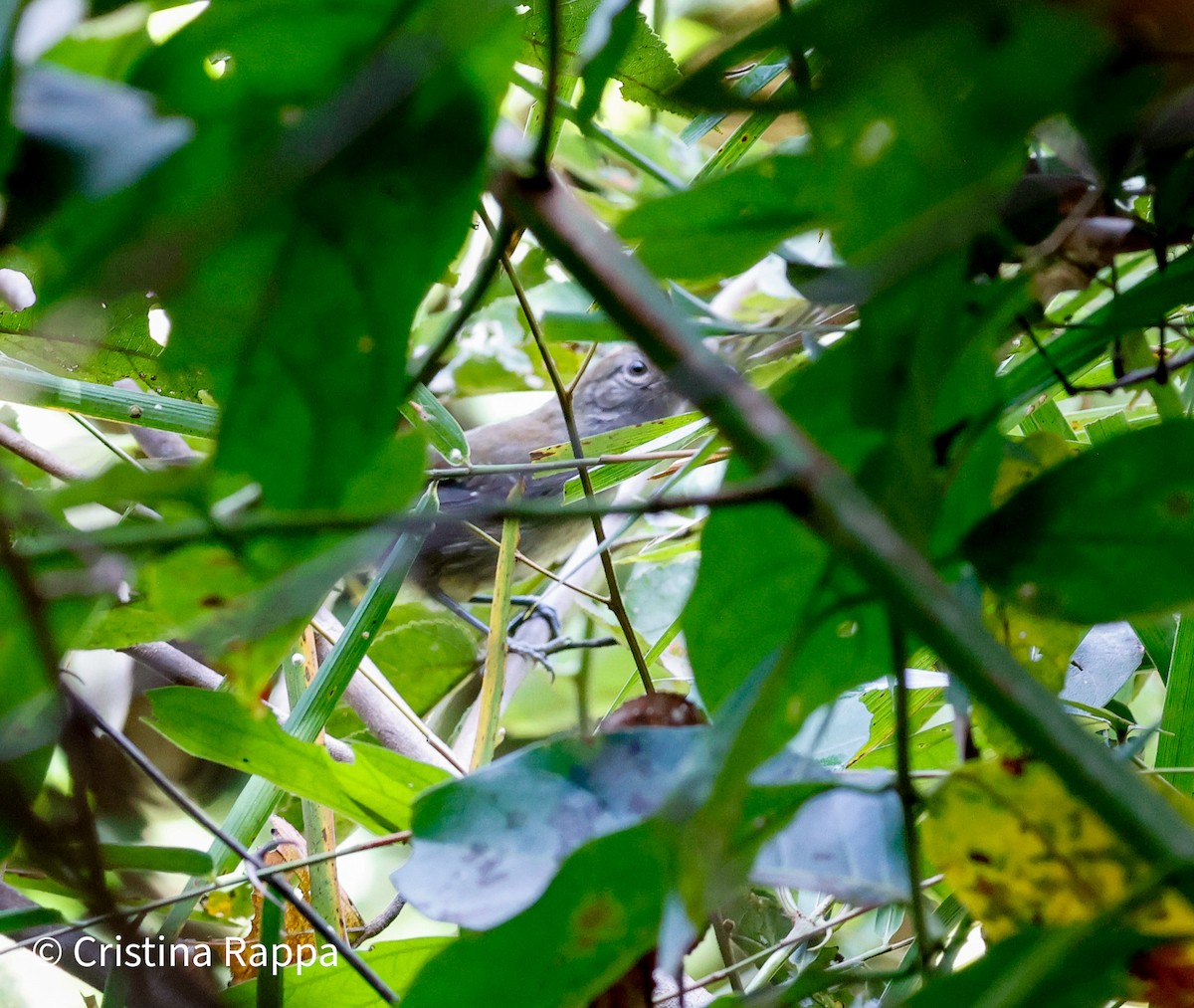 Manu Antbird - ML638610019