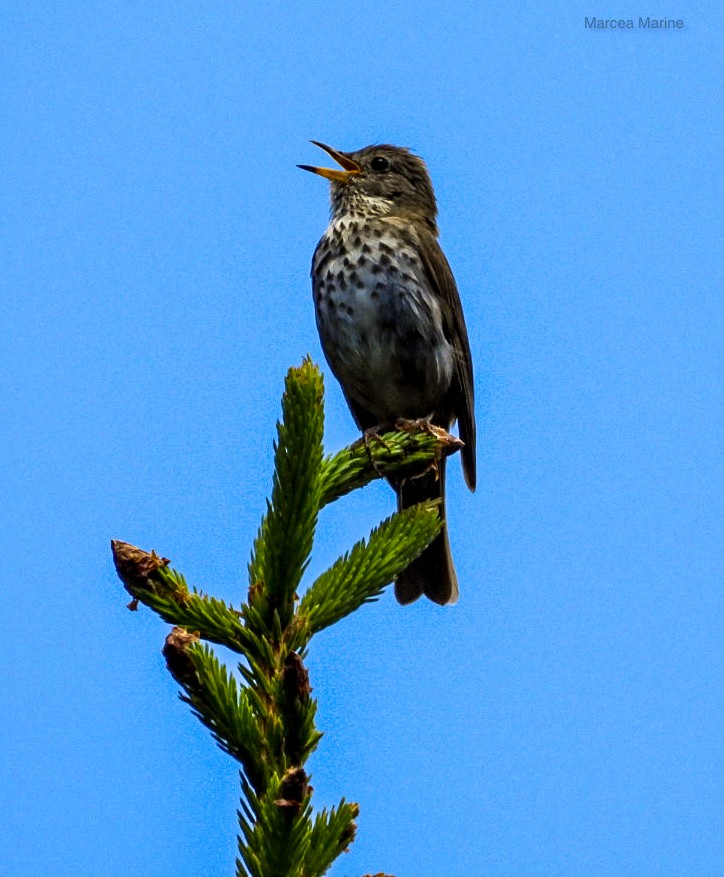 Hermit Thrush - ML638610021