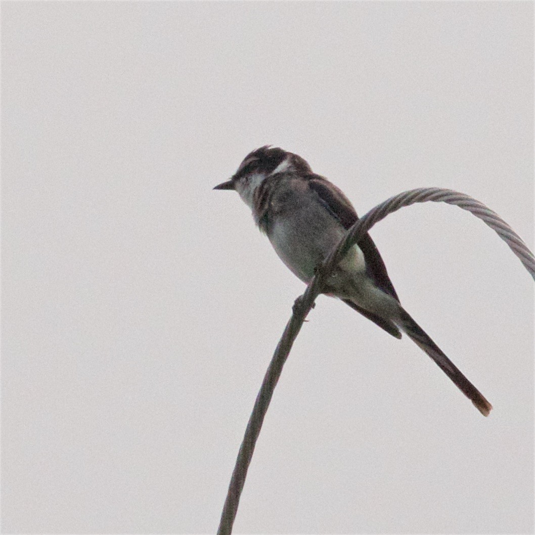 Ryukyu Minivet - ML638610026