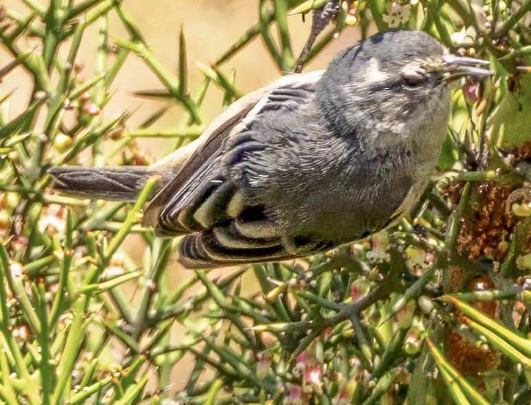 Cinereous Conebill - ML638610038