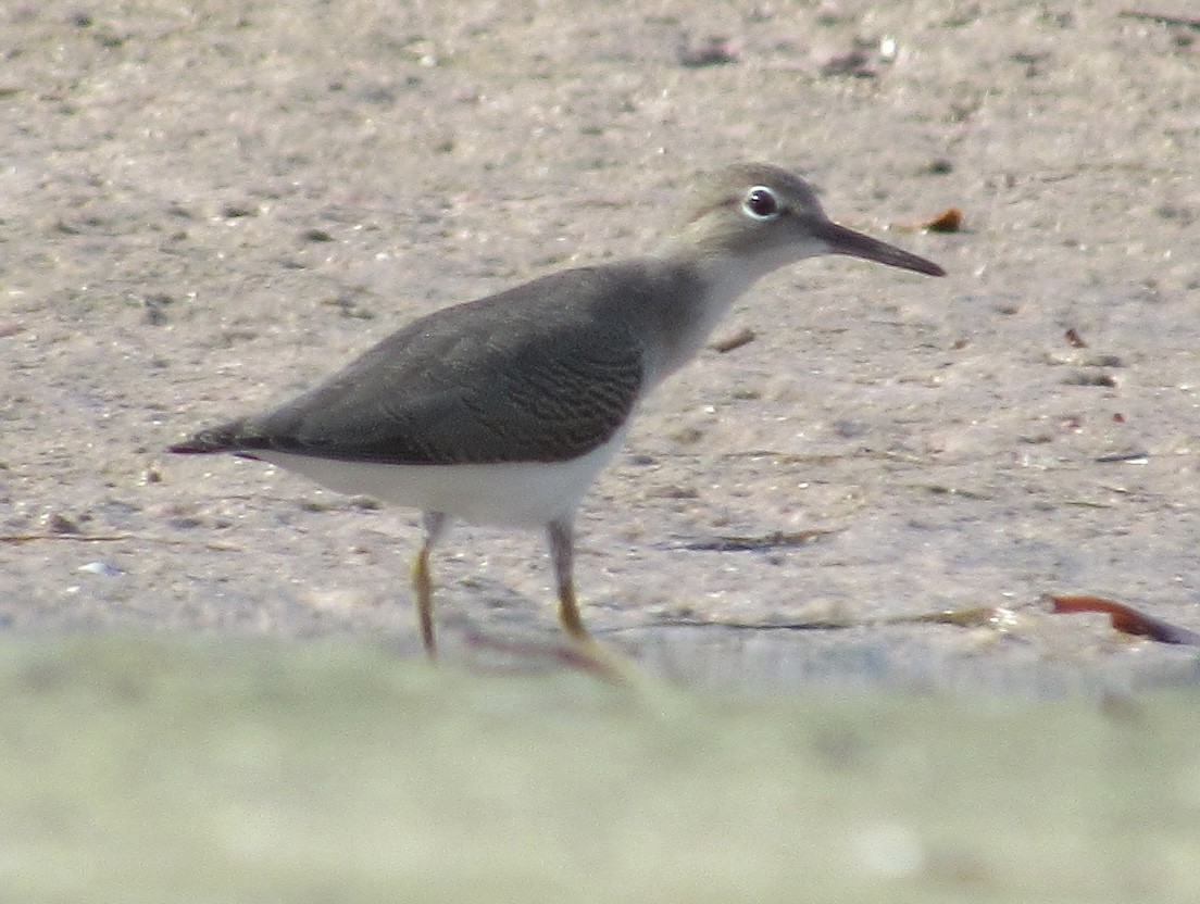 Spotted Sandpiper - ML638610058