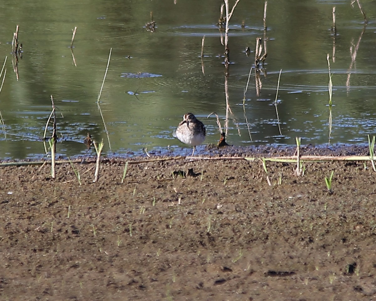 Pectoral Sandpiper - ML638610118