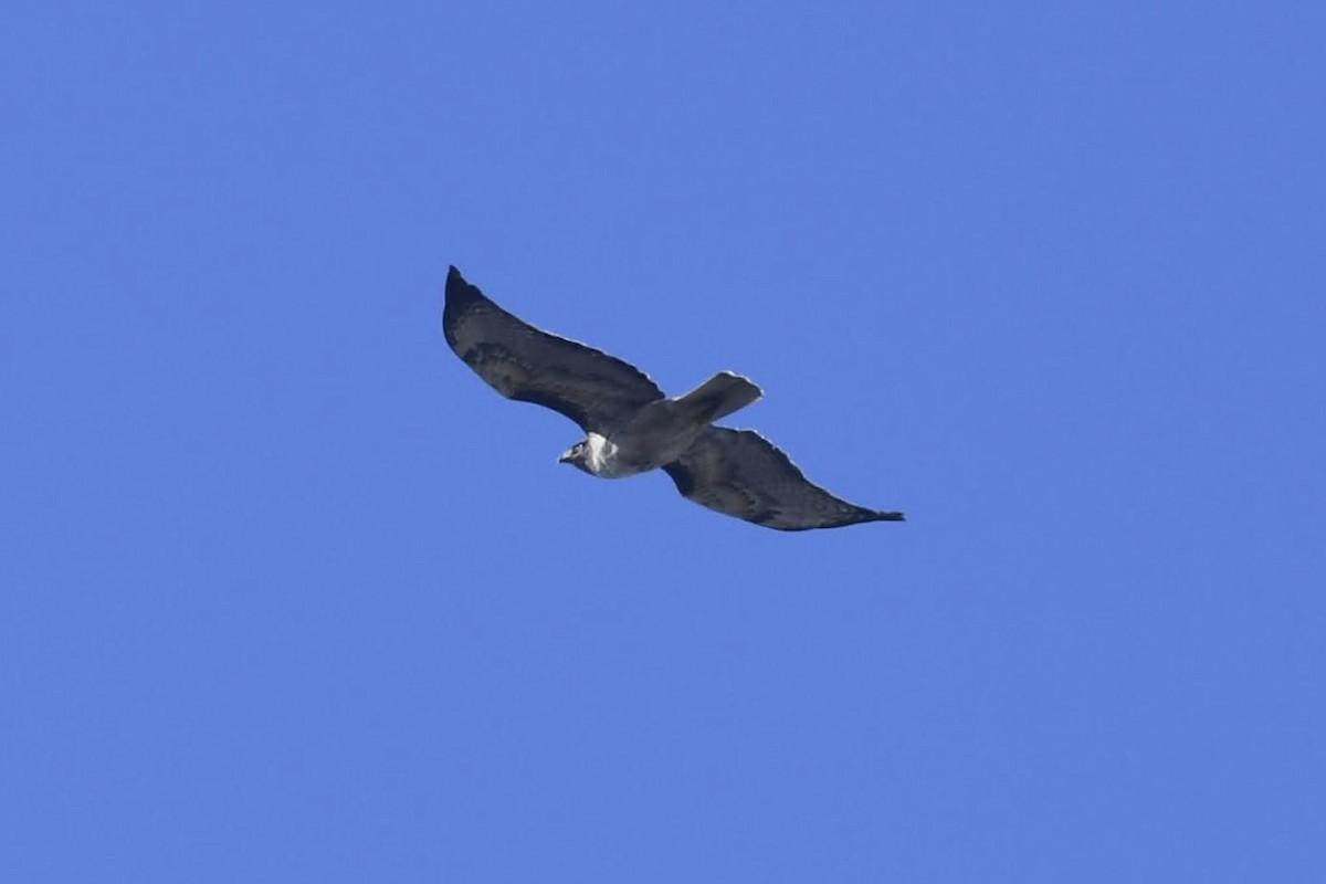 Red-tailed Hawk - ML638610136