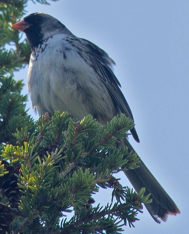 Harris's Sparrow - ML638610137