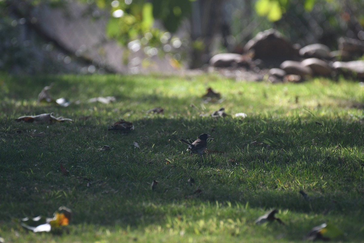 Dark-eyed Junco - ML638610147
