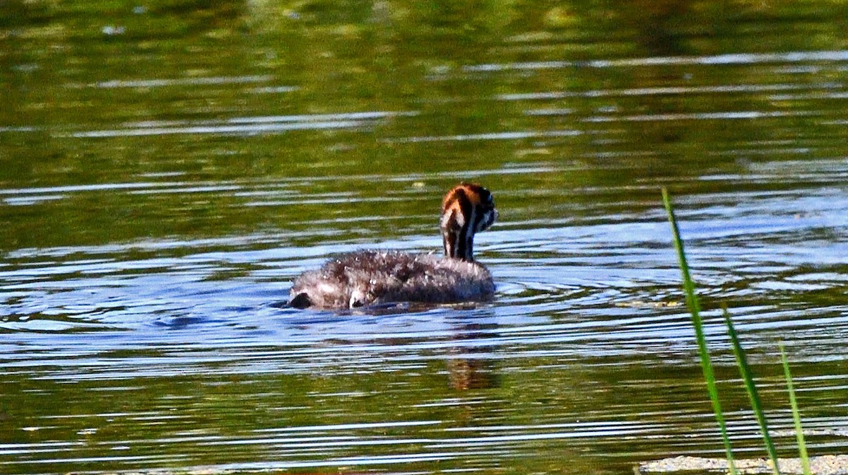Pied-billed Grebe - ML638610159
