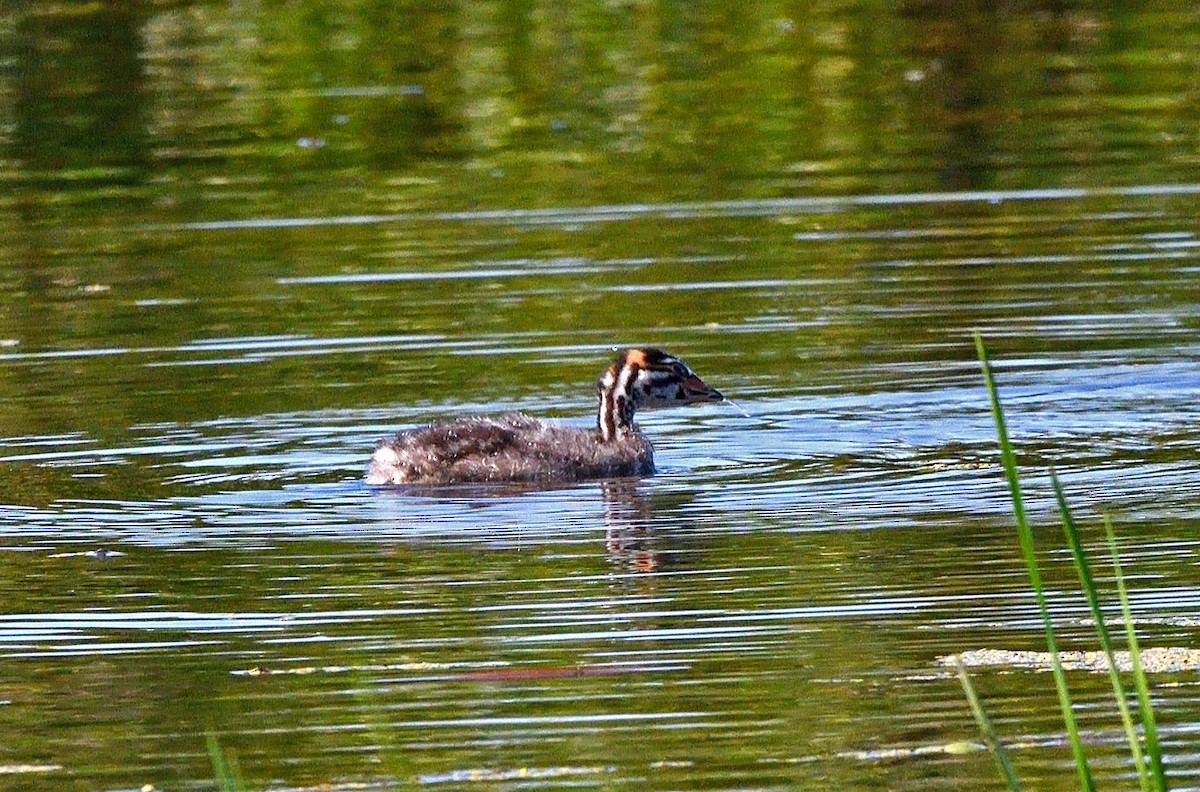 Pied-billed Grebe - ML638610160