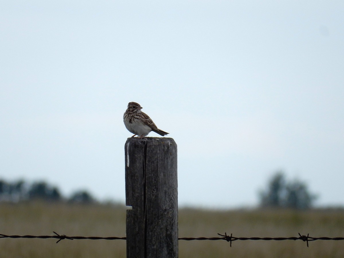 Vesper Sparrow - ML638610175