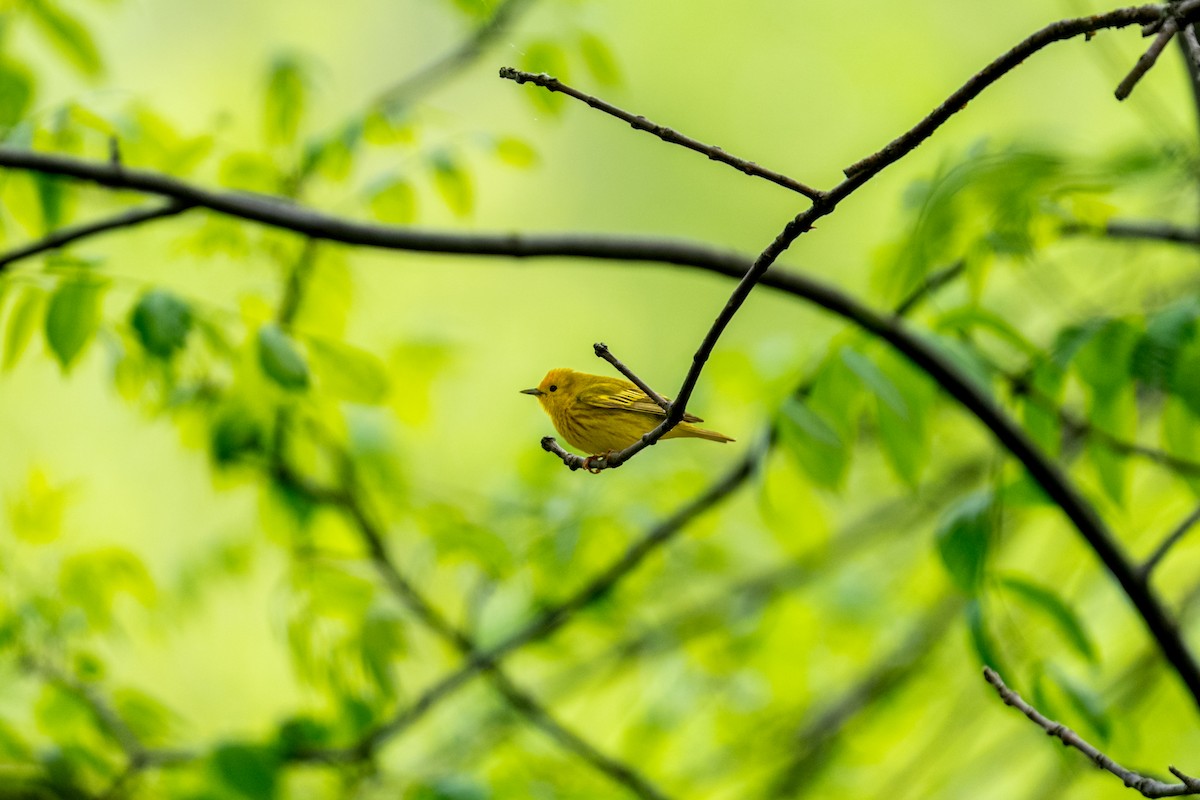 Yellow Warbler - ML638610196