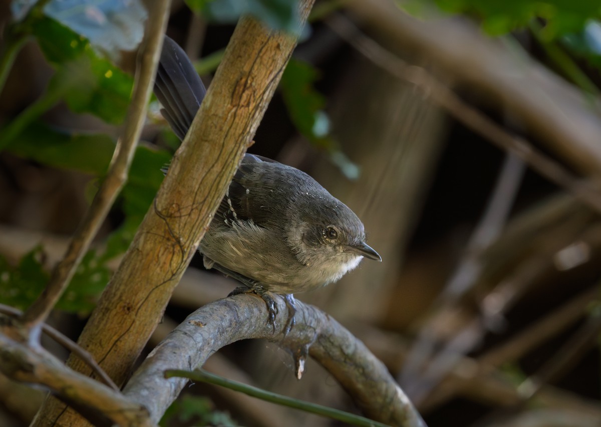 Mato Grosso Antbird - ML638610229