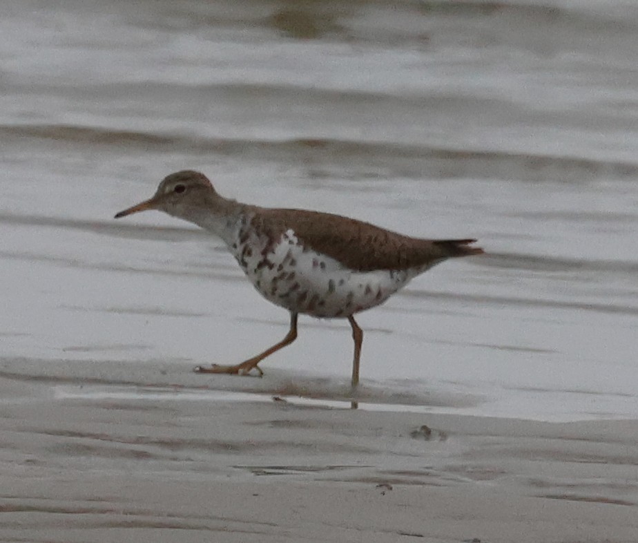 Spotted Sandpiper - ML638610232