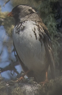 Harris's Sparrow - ML638610249