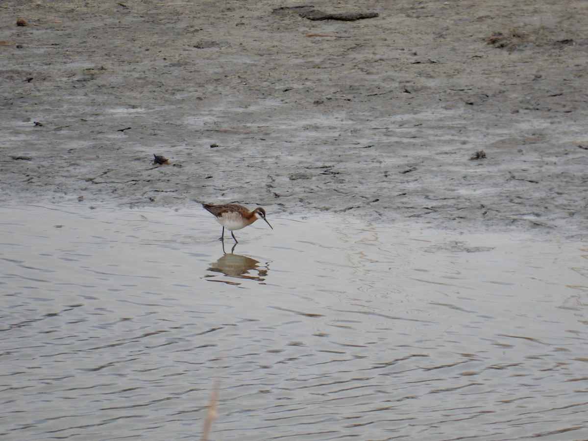 Wilson's Phalarope - ML638610272