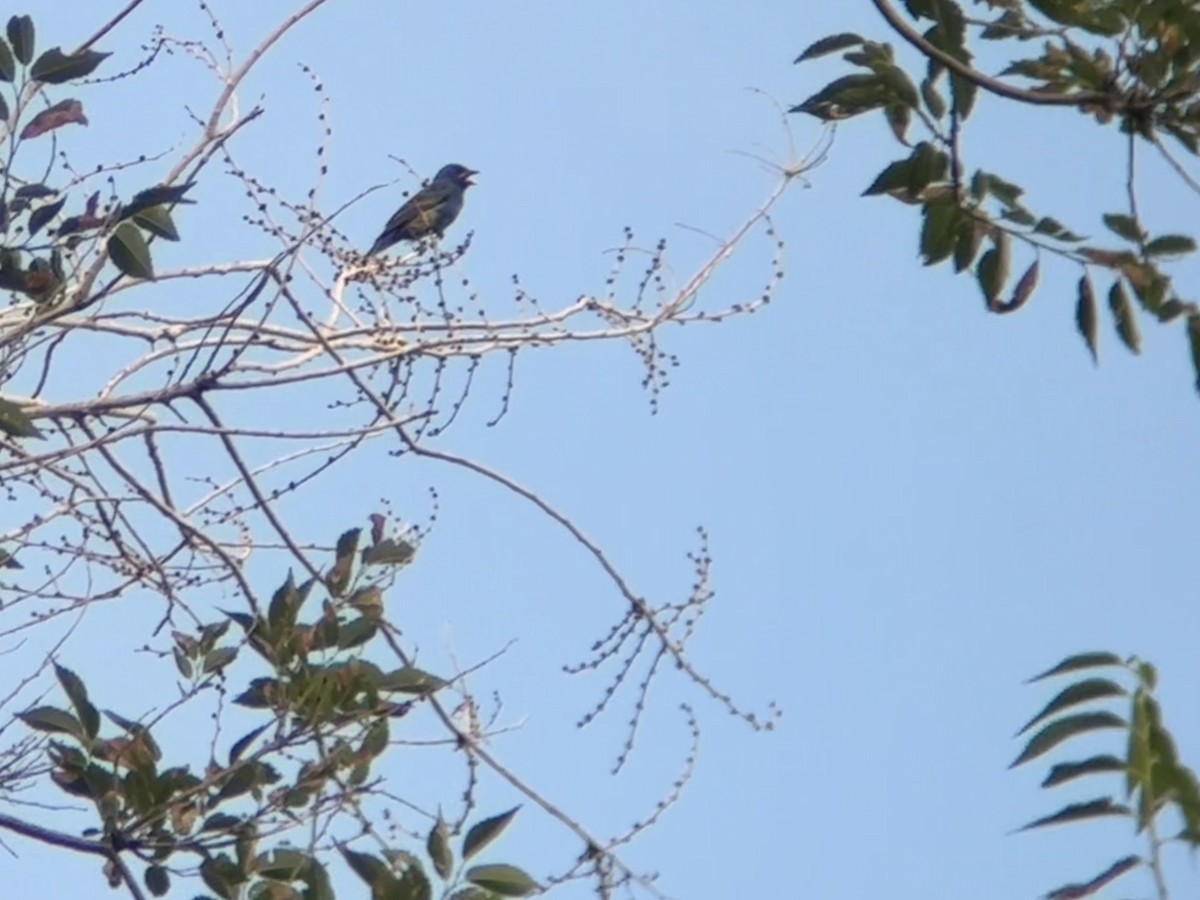 Indigo Bunting - ML638610286