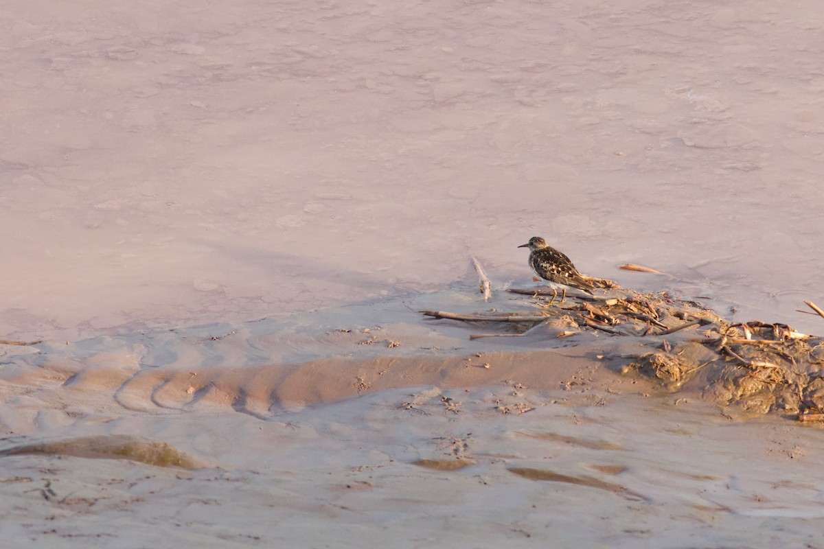 Least Sandpiper - ML638610302