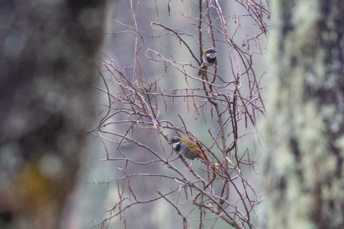 Collared Towhee - ML638610315