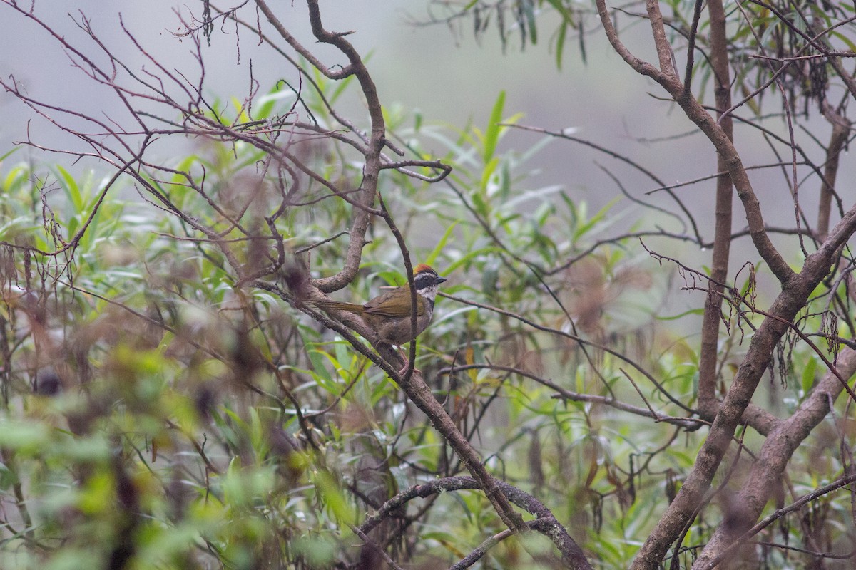 Collared Towhee - ML638610316