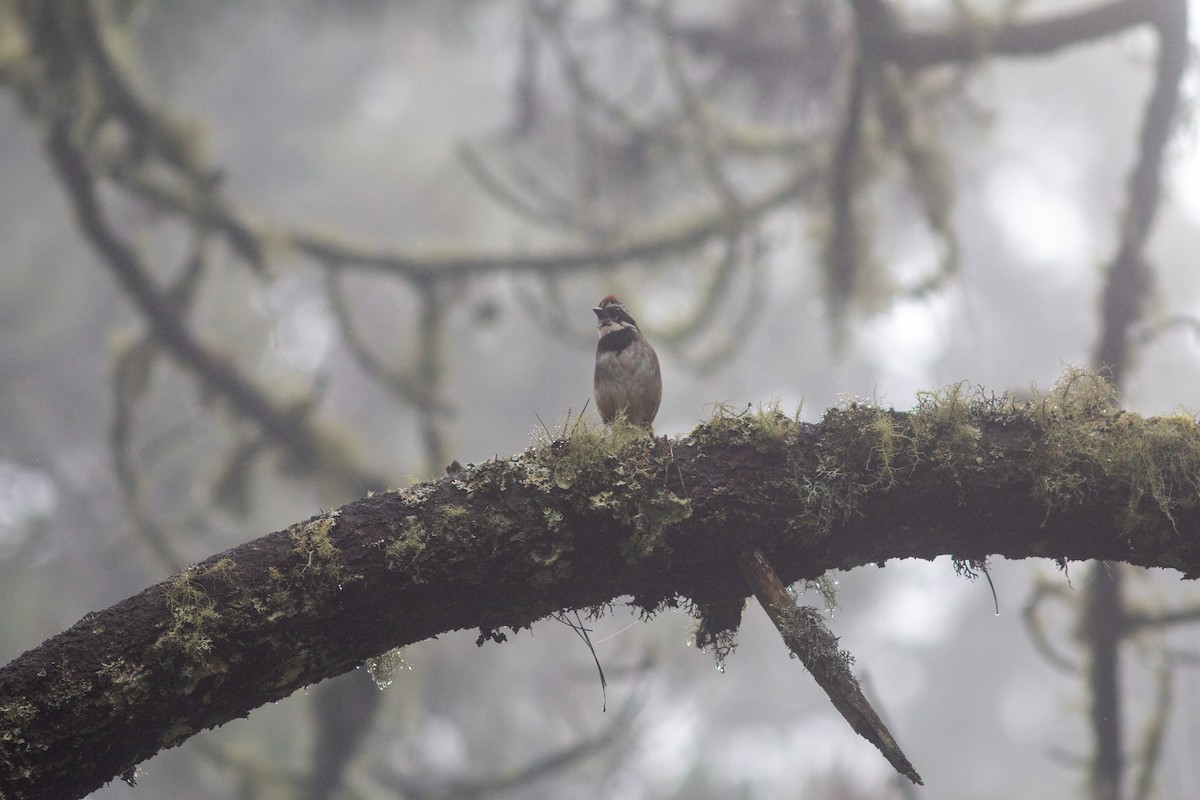 Collared Towhee - ML638610317