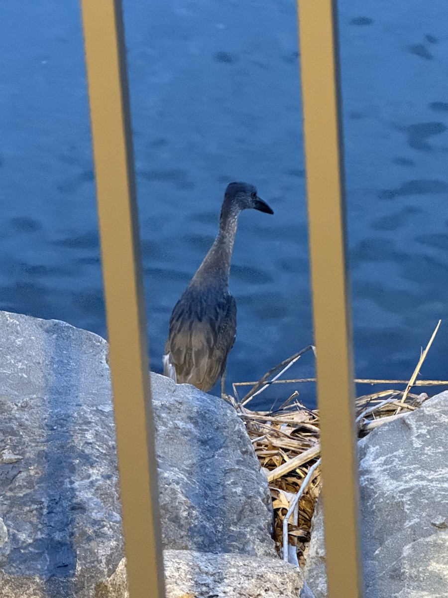 Yellow-crowned Night Heron - ML638610325