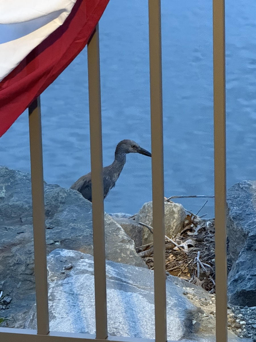 Yellow-crowned Night Heron - ML638610326