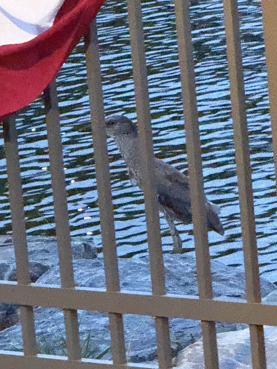 Yellow-crowned Night Heron - ML638610327
