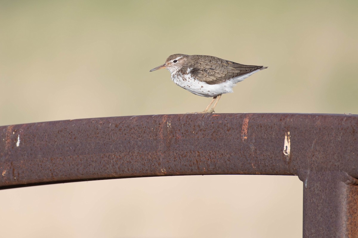 Spotted Sandpiper - ML638610332