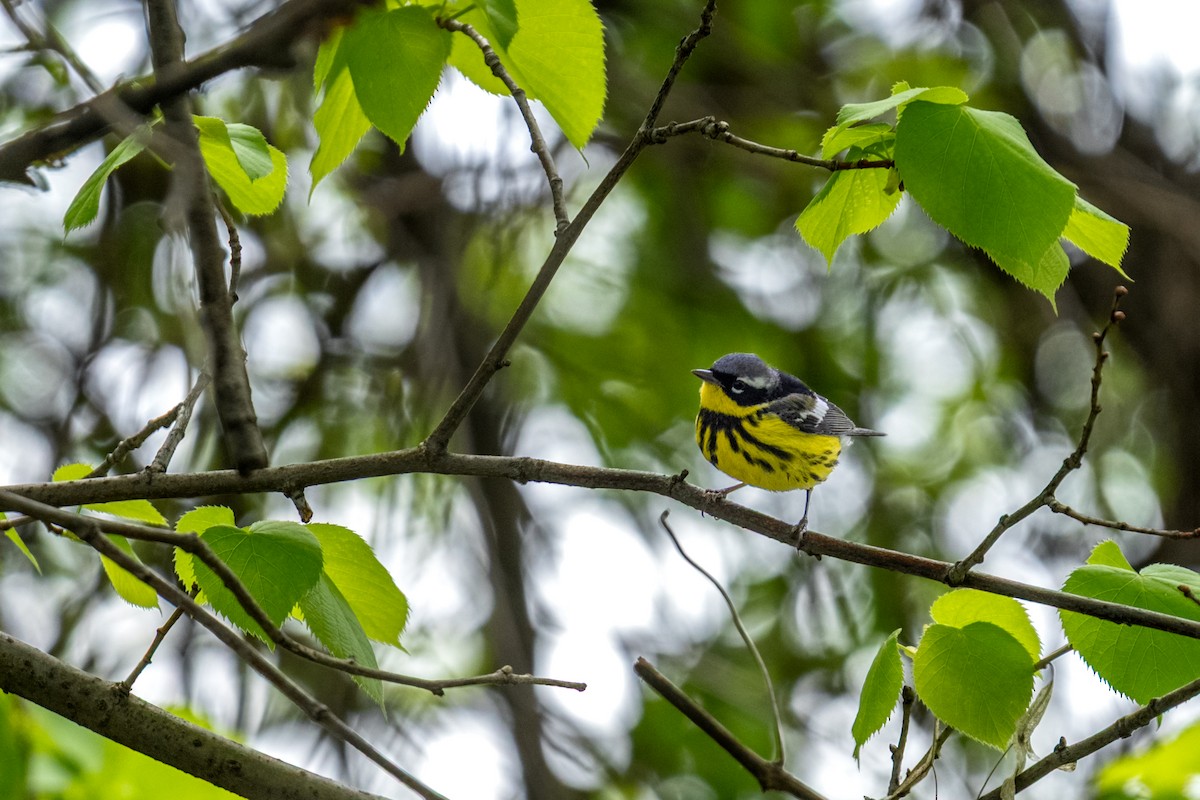 Magnolia Warbler - ML638610342