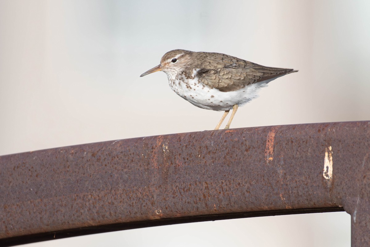 Spotted Sandpiper - ML638610365
