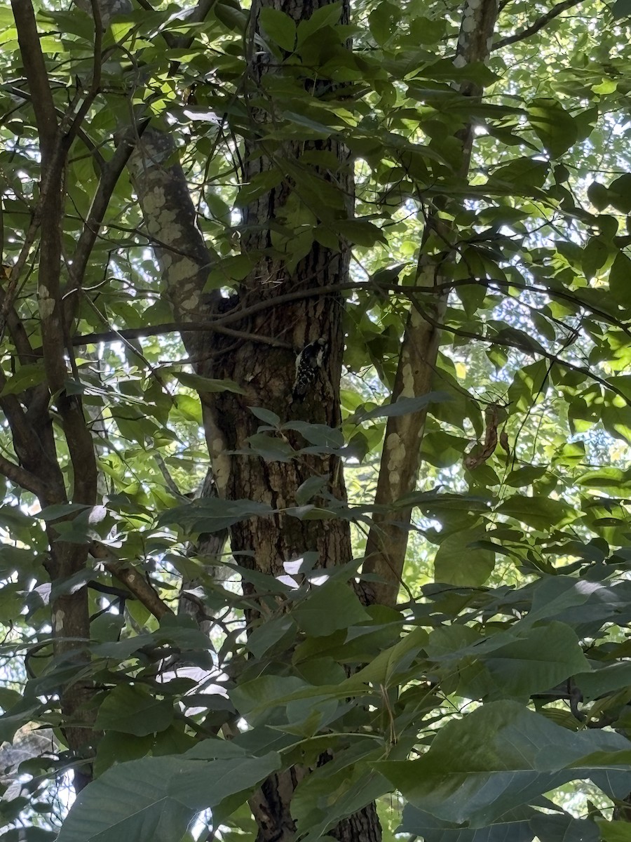Downy Woodpecker - ML638610410